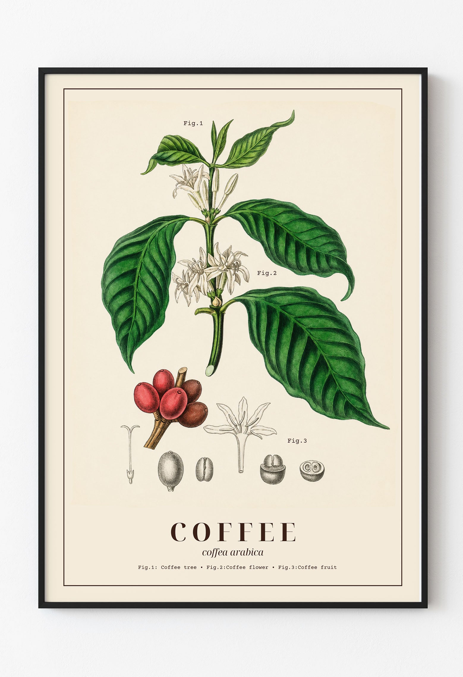 Vintage Coffea Arabica Botanik Baskısı | Bilimsel Kahve Duvar Sanatı