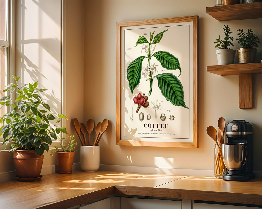 Vintage Coffea Arabica Botanik Baskısı | Bilimsel Kahve Duvar Sanatı