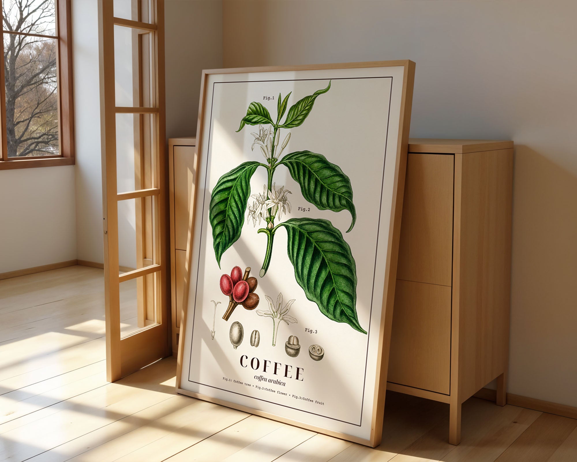 Vintage Coffea Arabica Botanik Baskısı | Bilimsel Kahve Duvar Sanatı