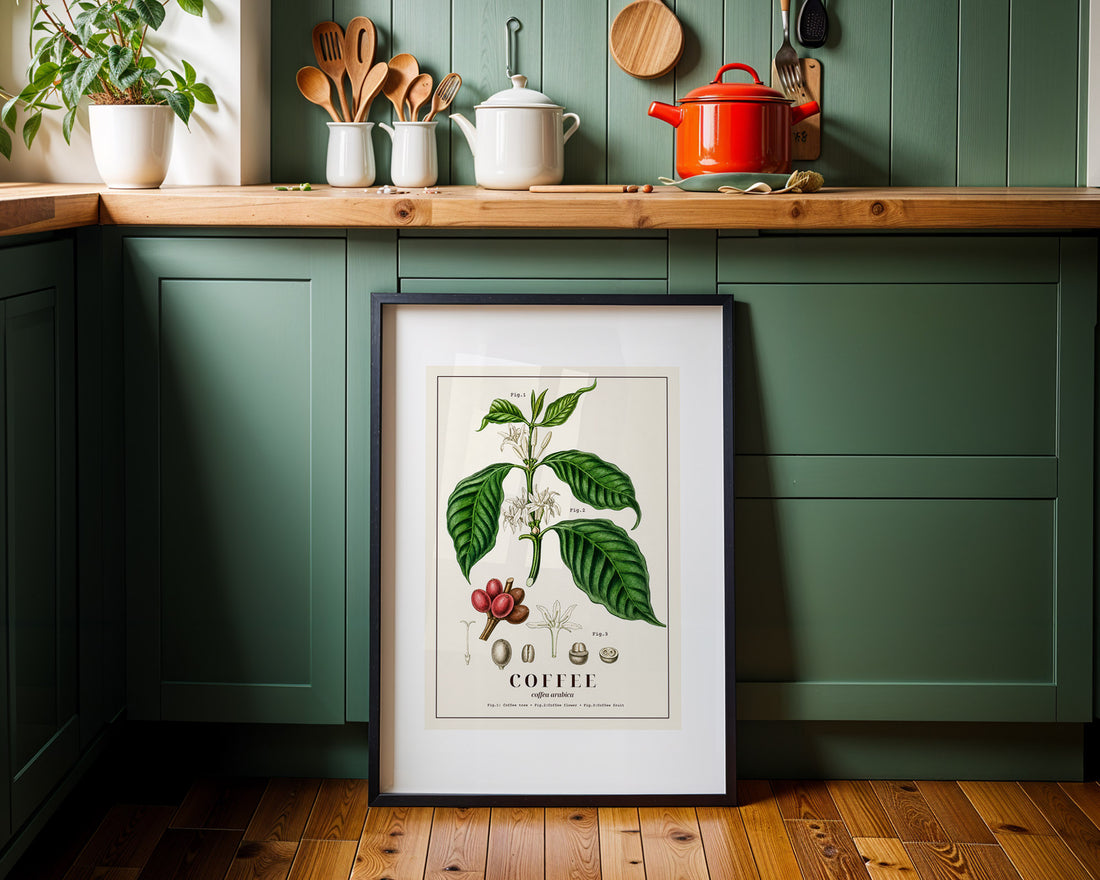 Vintage Coffea Arabica Botanik Baskısı | Bilimsel Kahve Duvar Sanatı